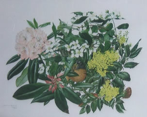 Syringa Oregon - Grape in Pacific Ordodendron by Jeanne Holgate